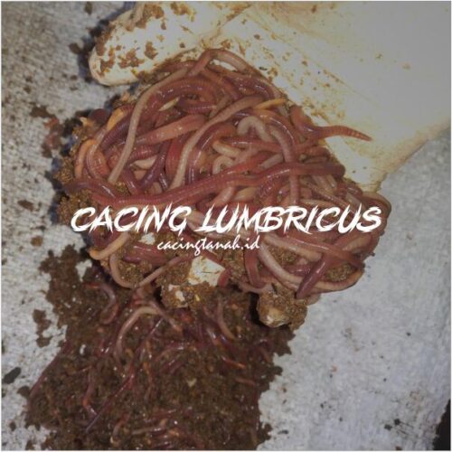 Jual Cacing Lumbricus