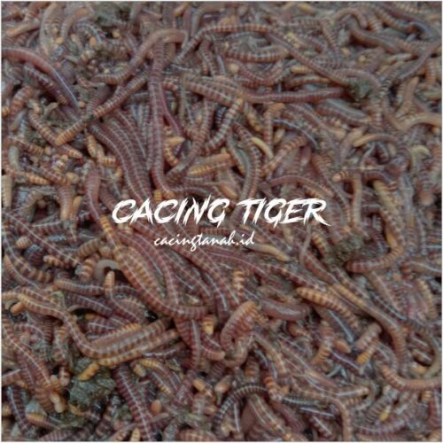 cacing tanah tiger