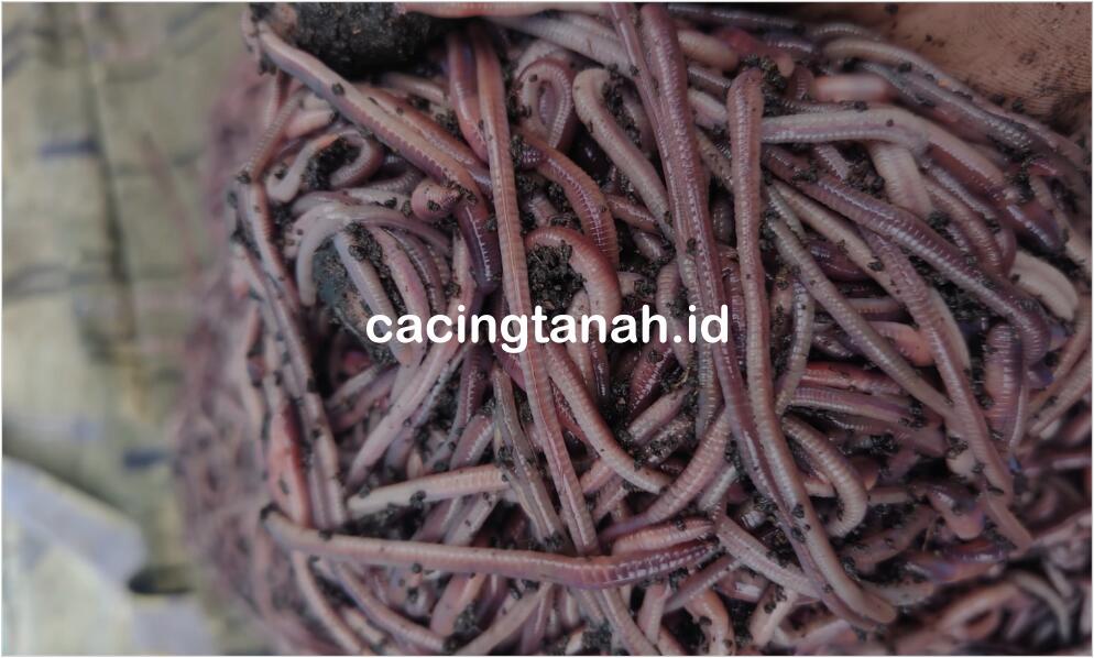 Harga Cacing Tanah Terbaru Update (2026)