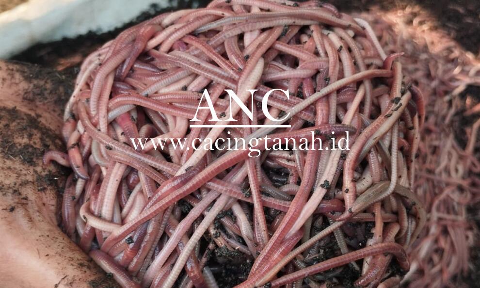 Jual Cacing ANC Terdekat: Pilihan Terbaik dari Cacingtanah.id