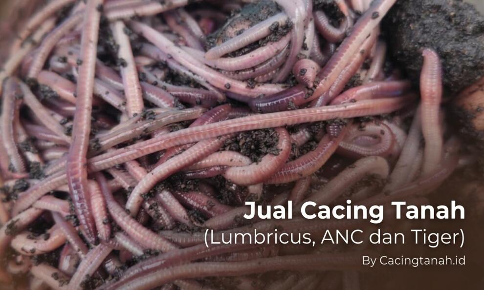 Jual Cacing Tanah Terdekat di Surabaya, Kualitas #A1 (AnC, Lumbricus dan Tiger)