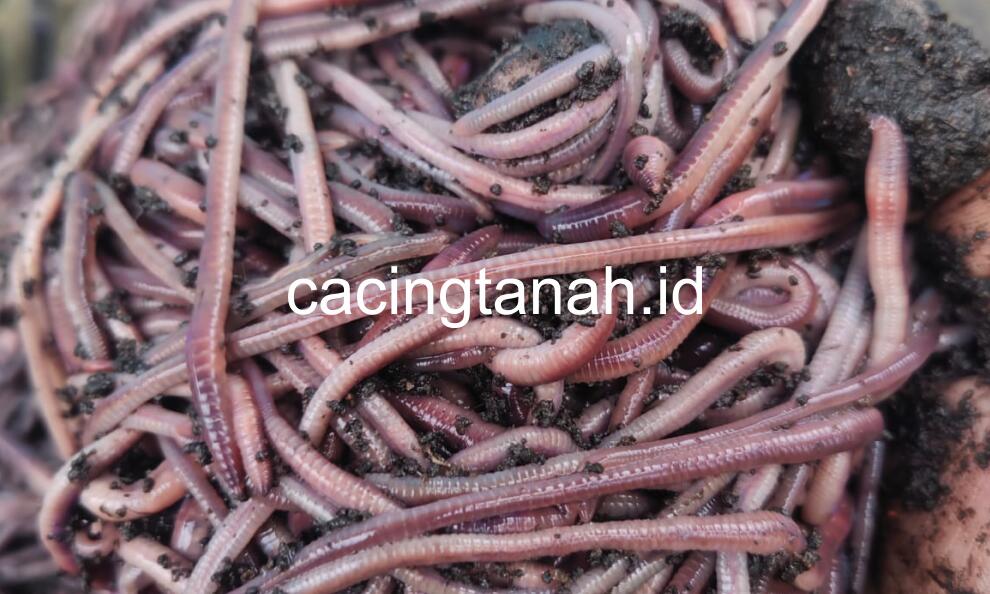 Jual Cacing untuk Mancing Terdekat – Cacingtanah.id