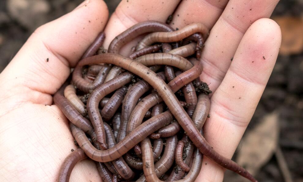 5 Daftar Perusahaan Pembeli Cacing Tanah Terdekat 2026