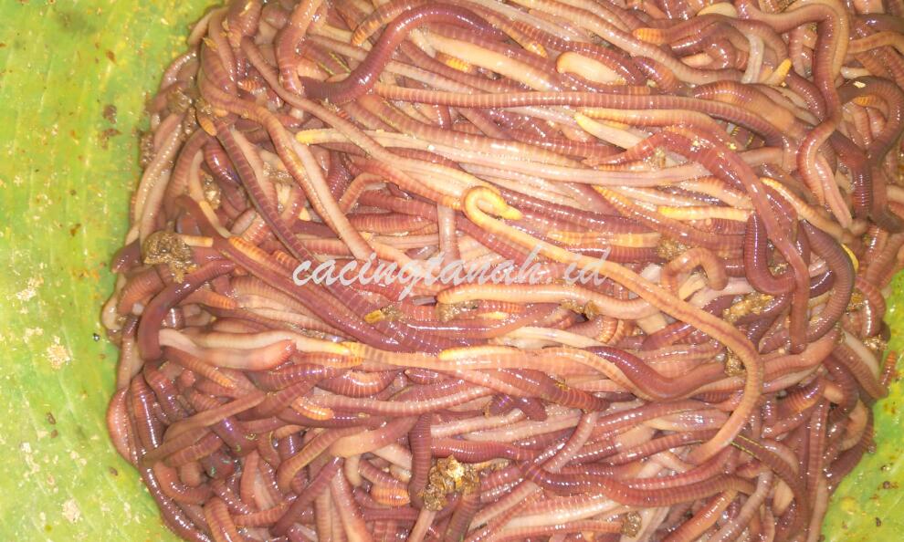 Cara Jadi Juara Galatama Lele: Teknik, Waktu, dan Racikan Umpan Terbukti