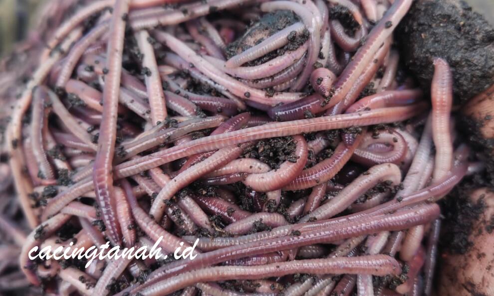 Pemancingan Galatama Lele Terdekat untuk Mancing