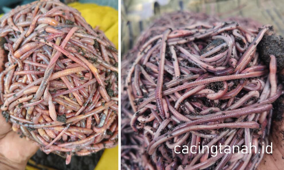 10 Racikan Umpan Galatama Lele yang Paling Gacor