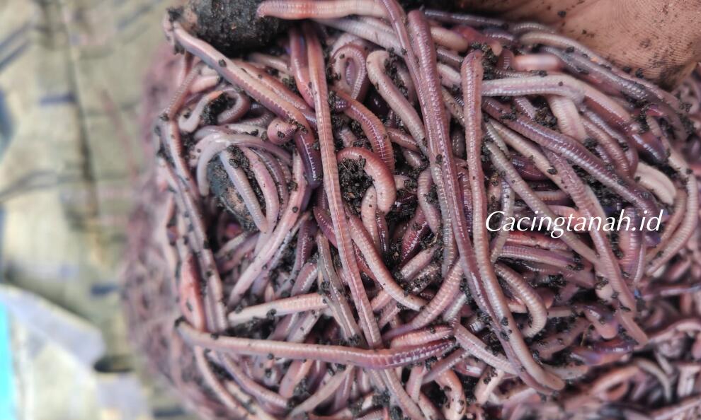 Penjual Cacing Tanah Terdekat Panduan Lengkap untuk Membeli Cacing Berkualitas