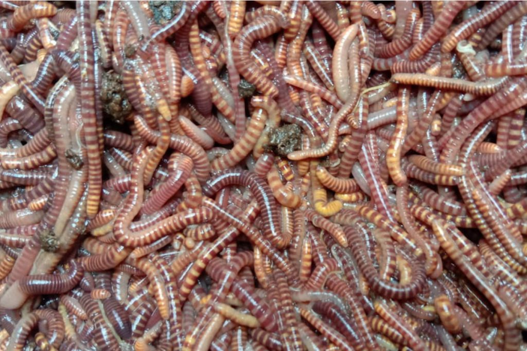 galeri cacing tanah 1
