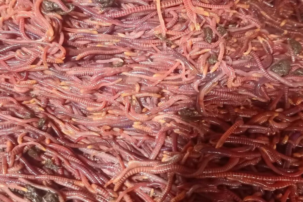 galeri cacing tanah 2