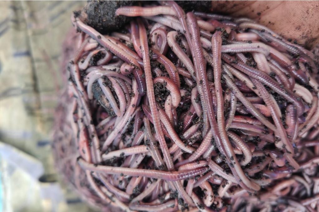 galeri cacing tanah 3