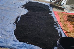 galeri cacing tanah 6