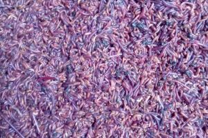 galeri cacing tanah 8