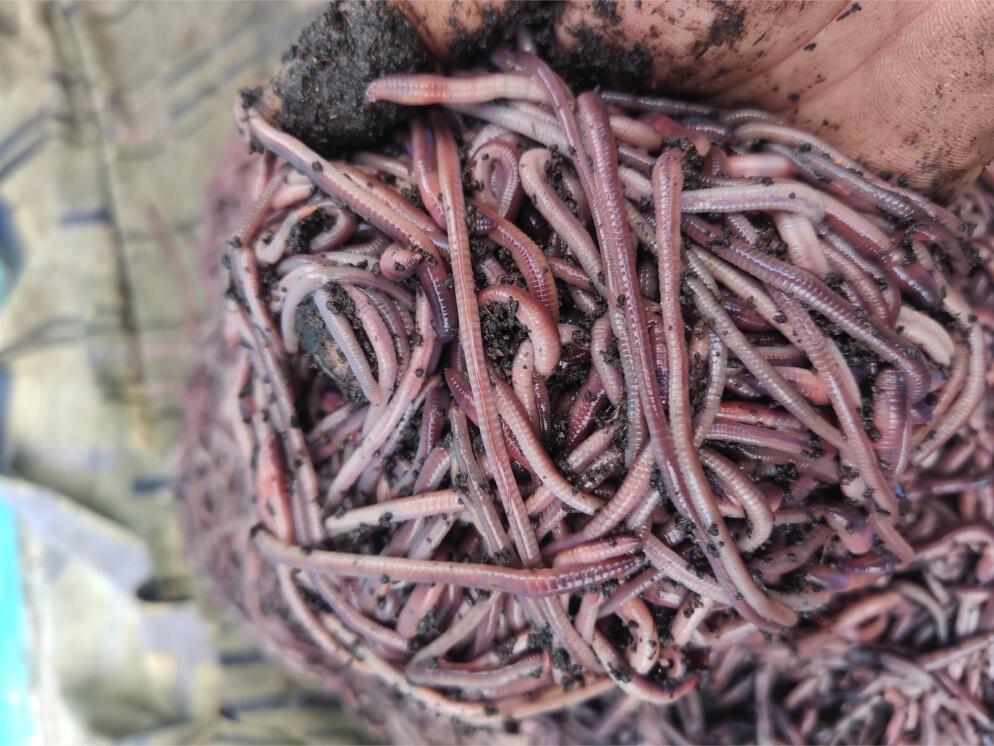 jenis cacing tanah kami
