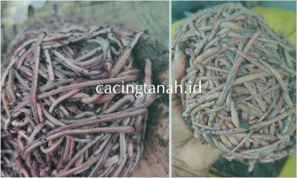 Jual Beli Cacing Tanah Terdekat & Terpercaya No.1