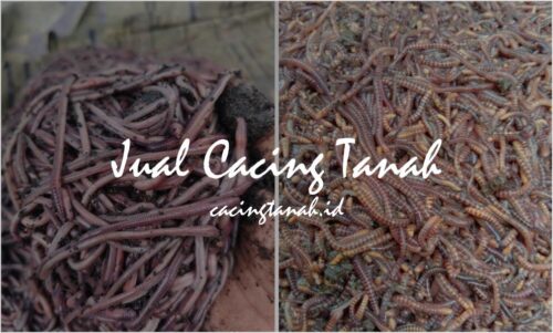 jual cacing tanah terdekat