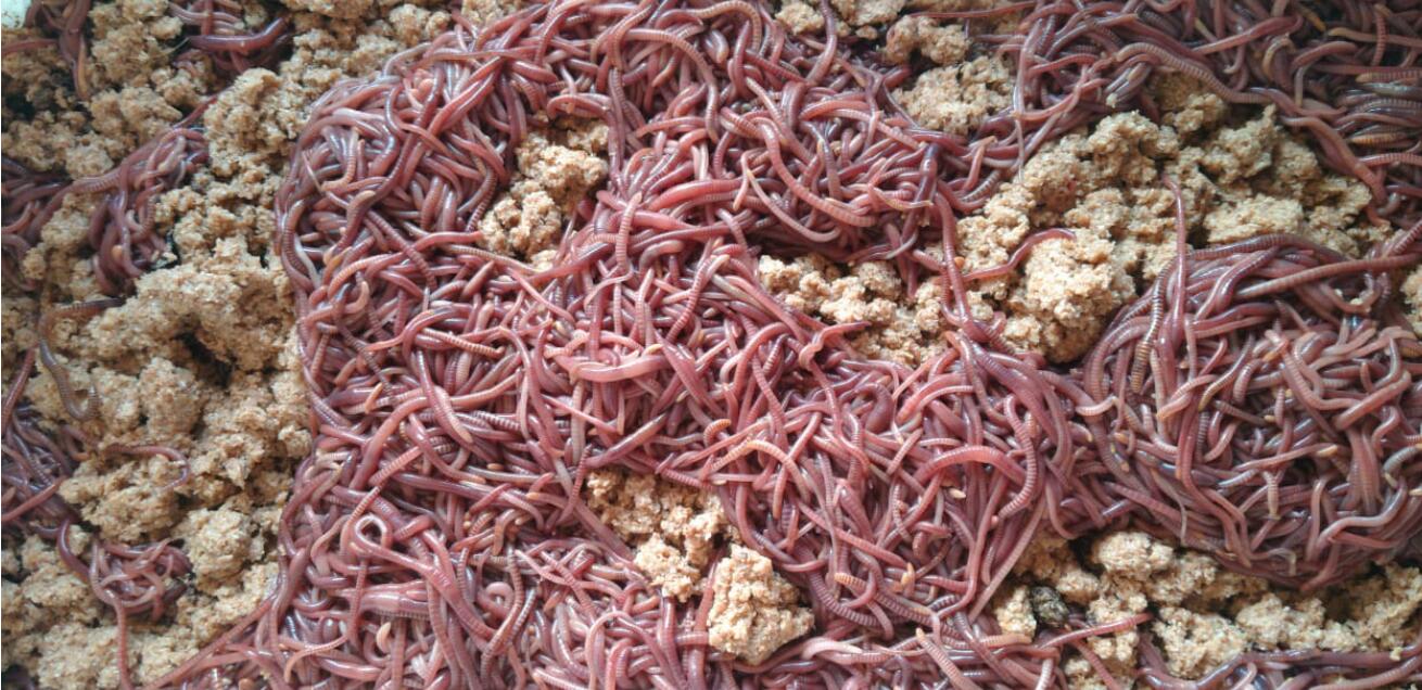 tentang cacingtanah id