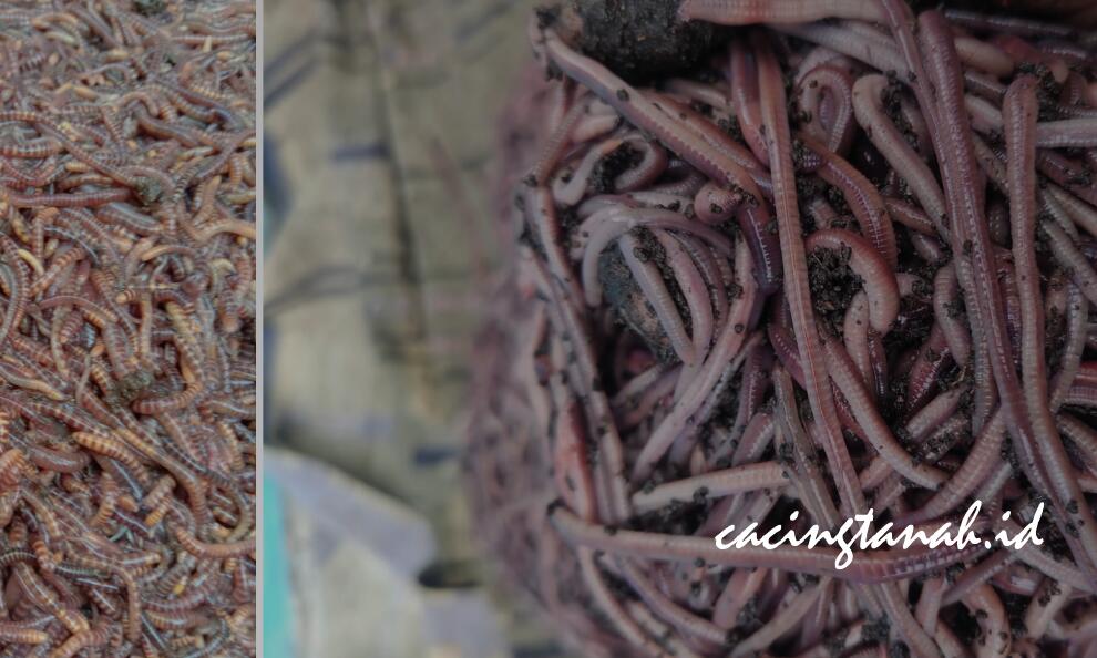 Jual Cacing Tanah Hidup Terdekat: Panduan Lengkap untuk Petani, Pekebun, dan Pelaku Usaha Vermikompos