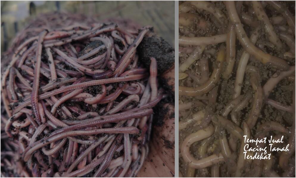 Tempat Jual Cacing Tanah Terdekat untuk Kebutuhan Budidaya dan Vermikompos