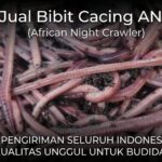 Jual Bibit Cacing ANC Kualitas Premium, Buat Pupuk dan Pakan