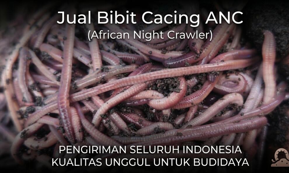 Jual Bibit Cacing ANC Kualitas Premium, Buat Pupuk dan Pakan