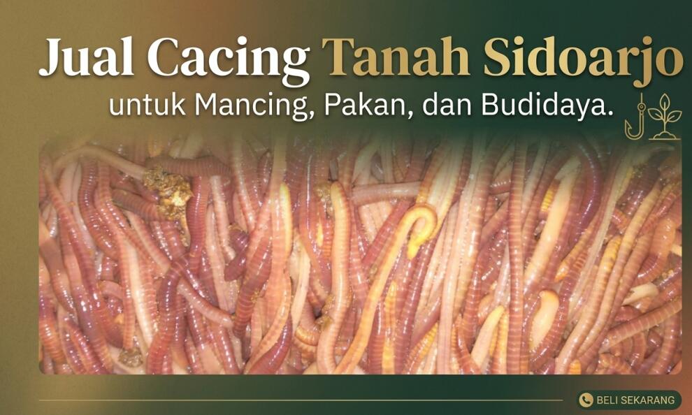 Jual Cacing Tanah Sidoarjo: Tiger, Anc, Lumbricus Kualitas Premium