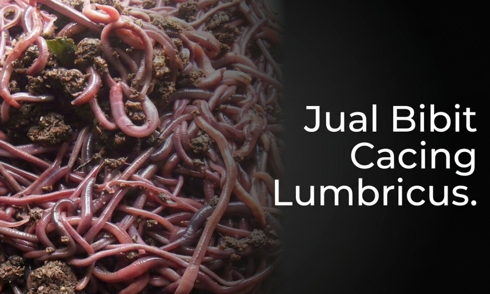 jual bibit cacing lumbricus