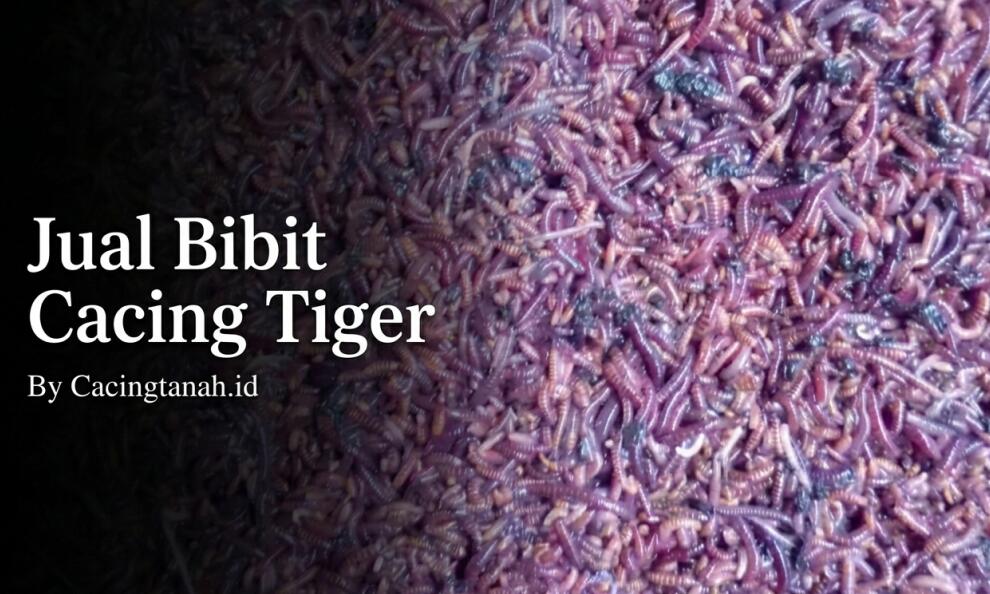 Jual Bibit Cacing Tiger, Kualitas Premium Ready se-Indonesia