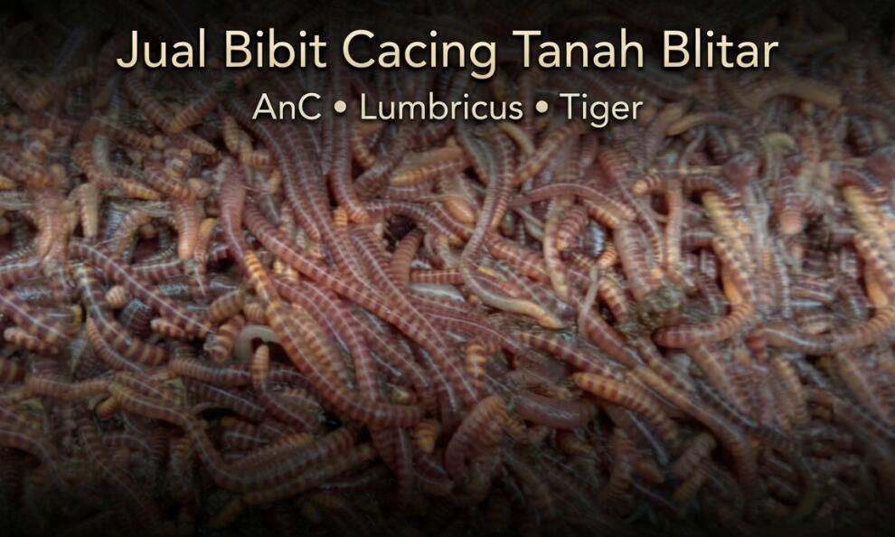 Supplier Bibit Cacing Tanah Blitar Terbaik, Kualitas #A1 (Lumbricus, Tiger & AnC)
