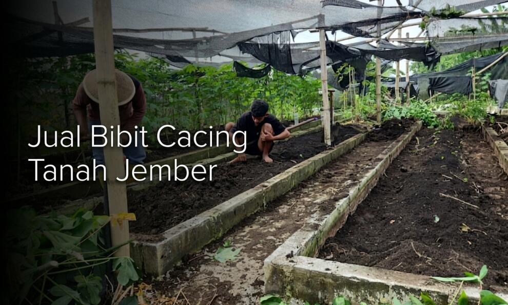 Supplier Bibit Cacing Tanah Jember (AnC, Tiger & Lumbricus) Produk Terbaik No.1