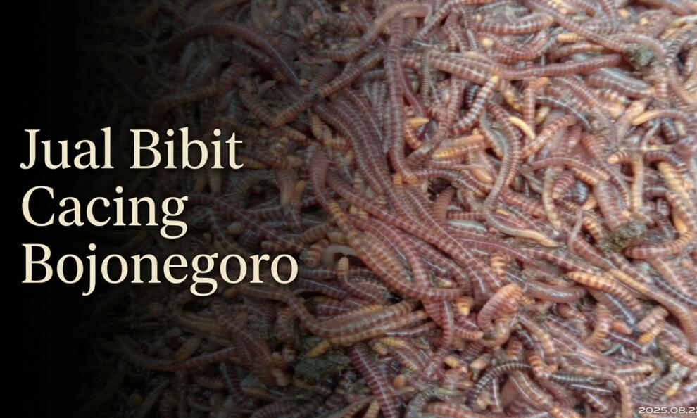 Supplier Bibit Cacing Tanah Bojonegoro, Produk Premium A1