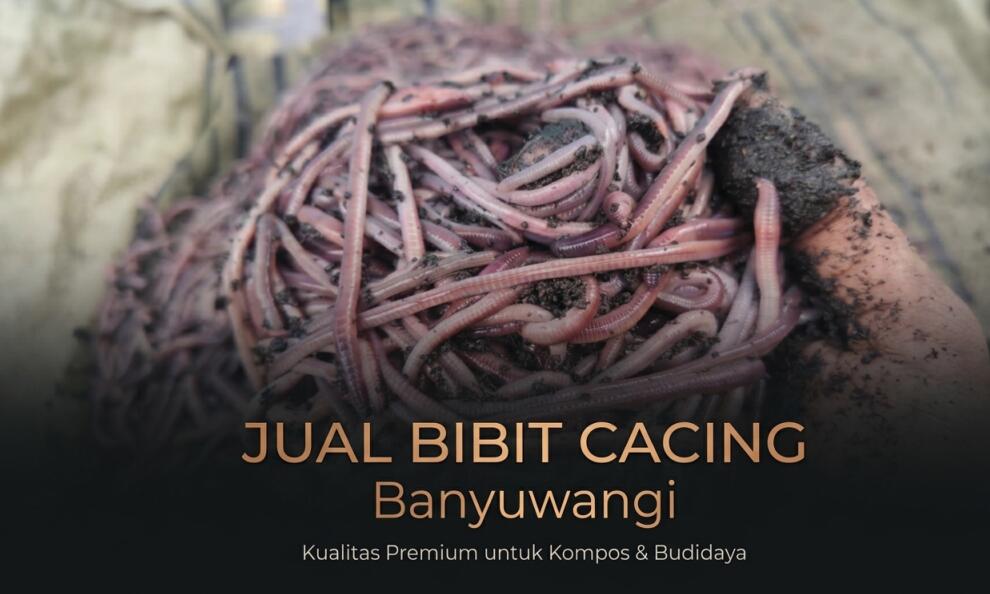 Supplier Bibit Cacing Tanah Bayuwangi: Tiger, Lumbricus & ANC Kualitas #A1