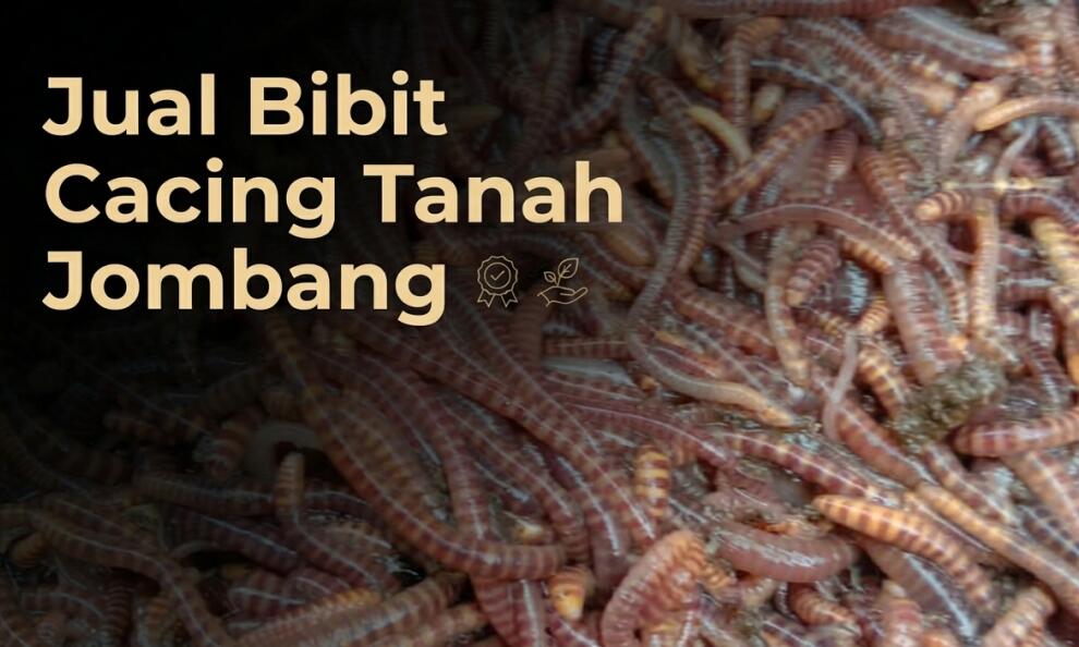 Jual Bibit Cacing Tanah Jombang Kualitas A1 untuk Budidaya