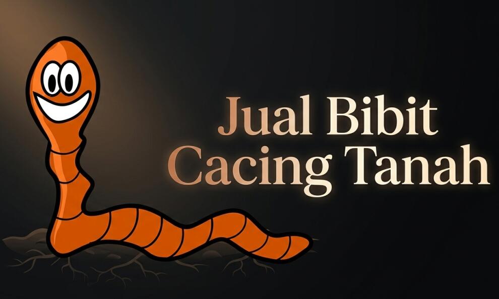 jual bibit caicng tanah