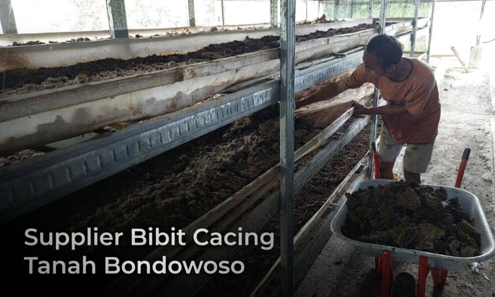 Supplier Bibit Cacing Tanah Bondowoso Kualitas No.1 (AnC, Tiger, Lumbricus)