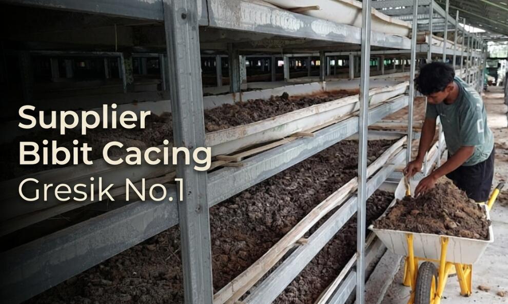 Supplier Bibit Cacing Tanah Gresik No.1 Kualitas Grade A