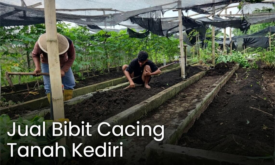 Supplier Bibit Cacing Tanah Kediri Terdekat, Kualitas Premium #A1