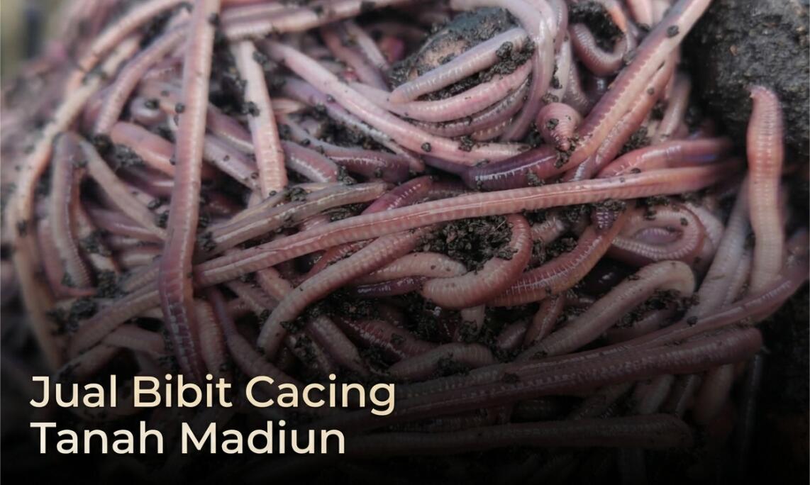 Supplier Bibit Cacing Tanah Madiun, Kualitas Premium (AnC, Tiger dan Lumbricus)