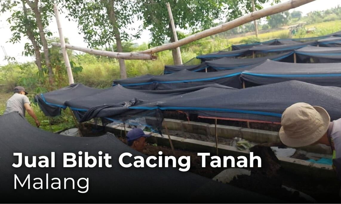 Supplier Bibit Cacing Tanah Malang (Lumbricus, AnC & Tiger)