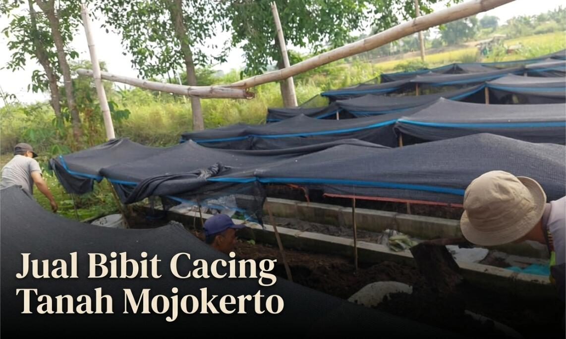 Supplier Bibit Cacing Tanah Mojokerto, Kualitas Unggulan No.1