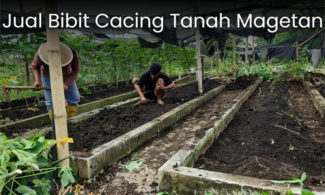 Supplier Bibit Cacing Tanah Magetan, Kualitas Grade #A ( AnC, Lumbricus dan Tiger)
