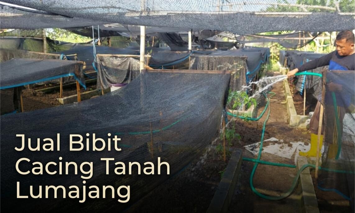 Supplier Bibit Cacing Tanah Lumajang, Kualitas No.1 (AnC, Tiger, Lumbricus)