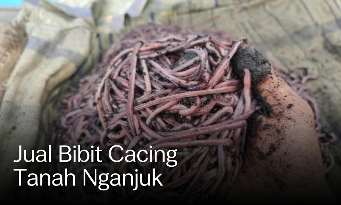 Supplier Bibit Cacing Tanah Nganjuk, Produk Super (AnC, Lumbricus dan Tiger)