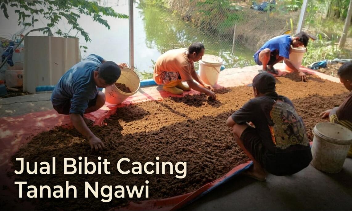 Supplier Bibit Cacing Tanah Ngawi – Lumbricus, AnC, Tiger