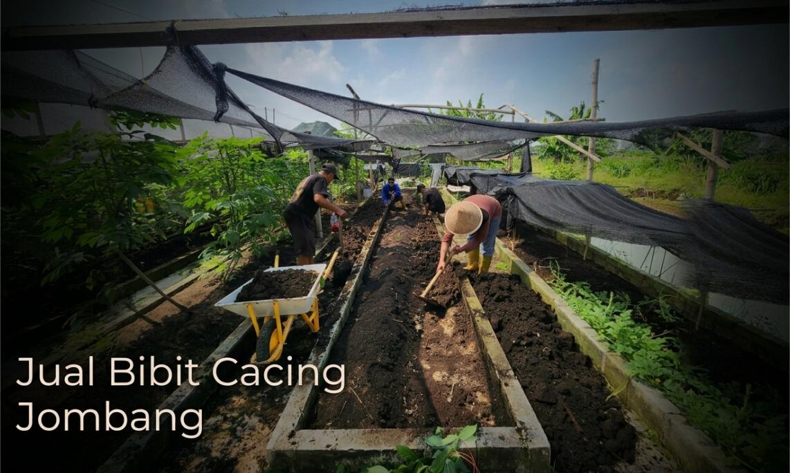 Supplier Bibit Cacing Jombang, Kualitas Grade #A