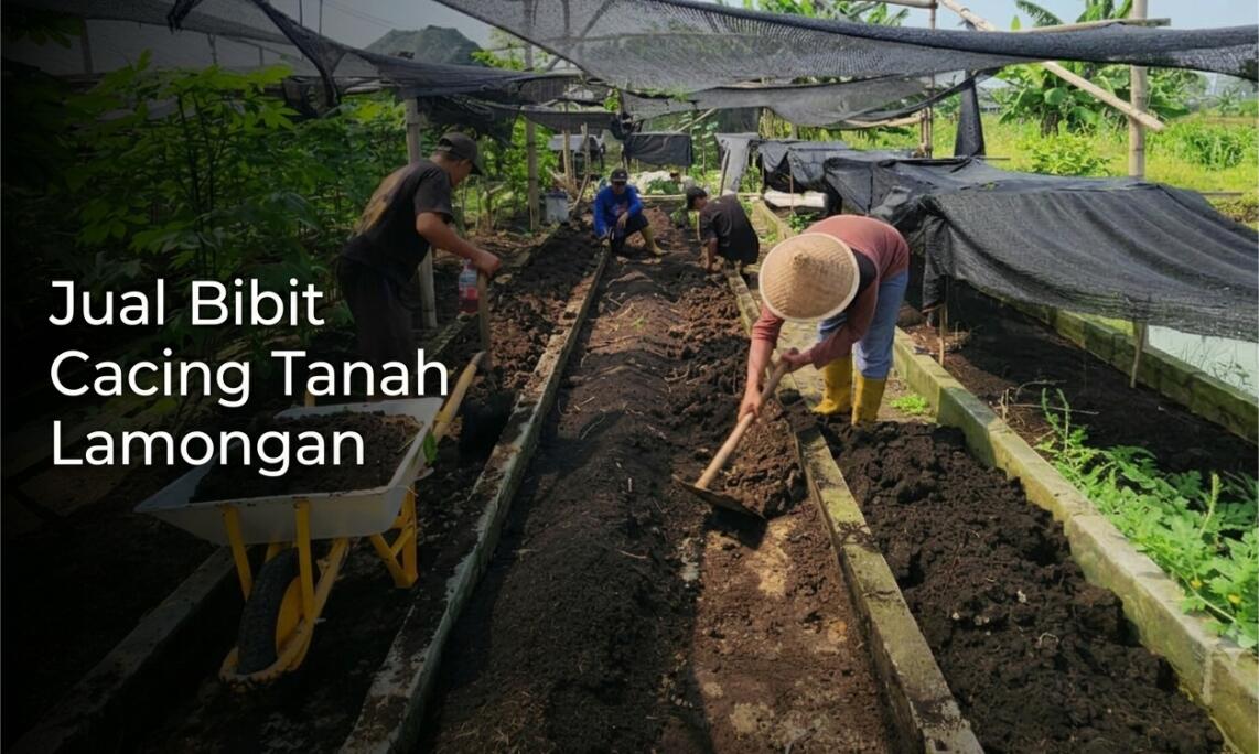 Supplier Bibit Cacing Tanah Lamongan, Produk Berkualitas Premium No.1