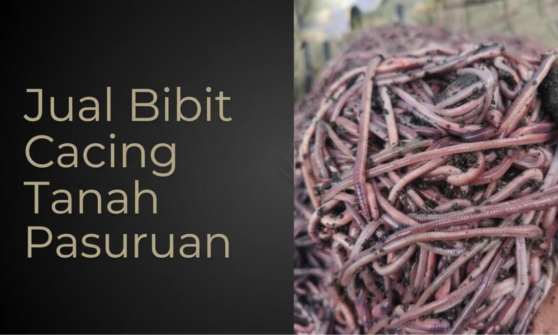 Supplier Bibit Cacing Tanah Pasuruan Produk Premium A1 untuk Budidaya dan Vemrikompos
