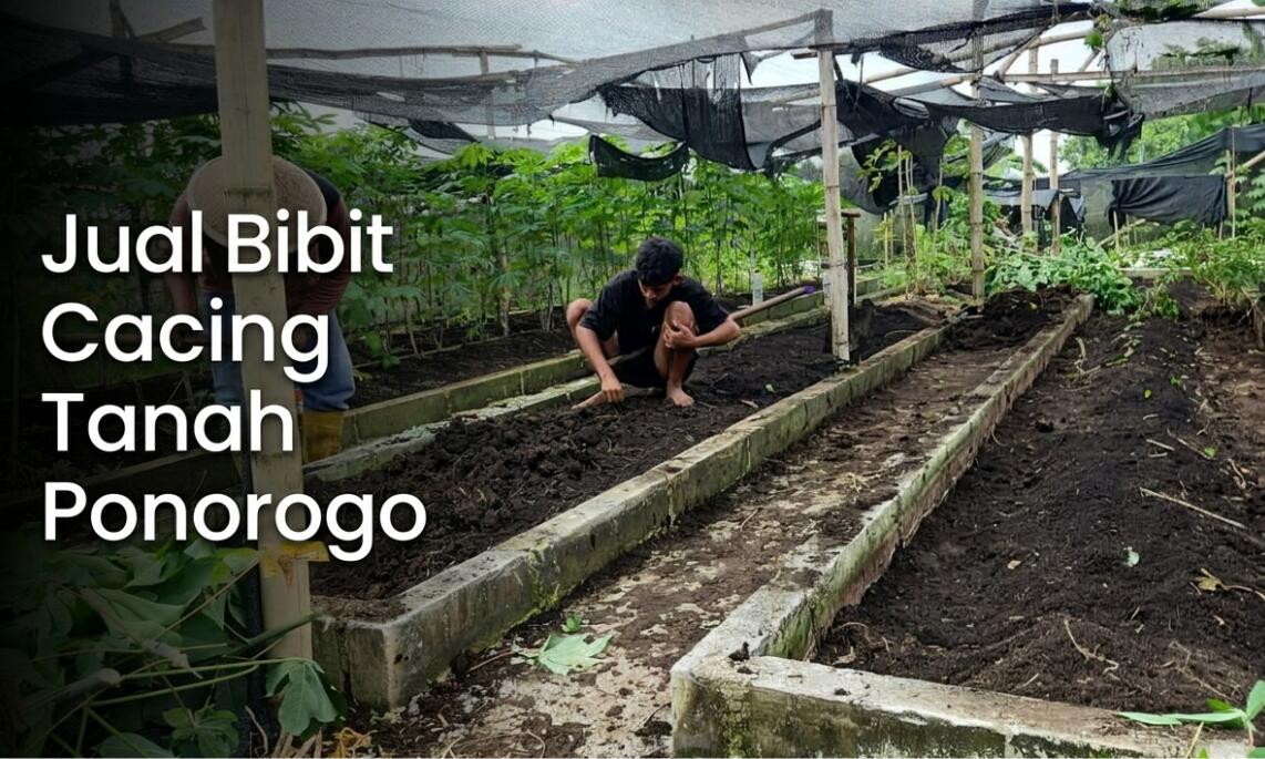 Supplier Bibit Cacing Tanah Ponorogo, Kualitas Premium Ready (Lumbricus, AnC & Tiger)