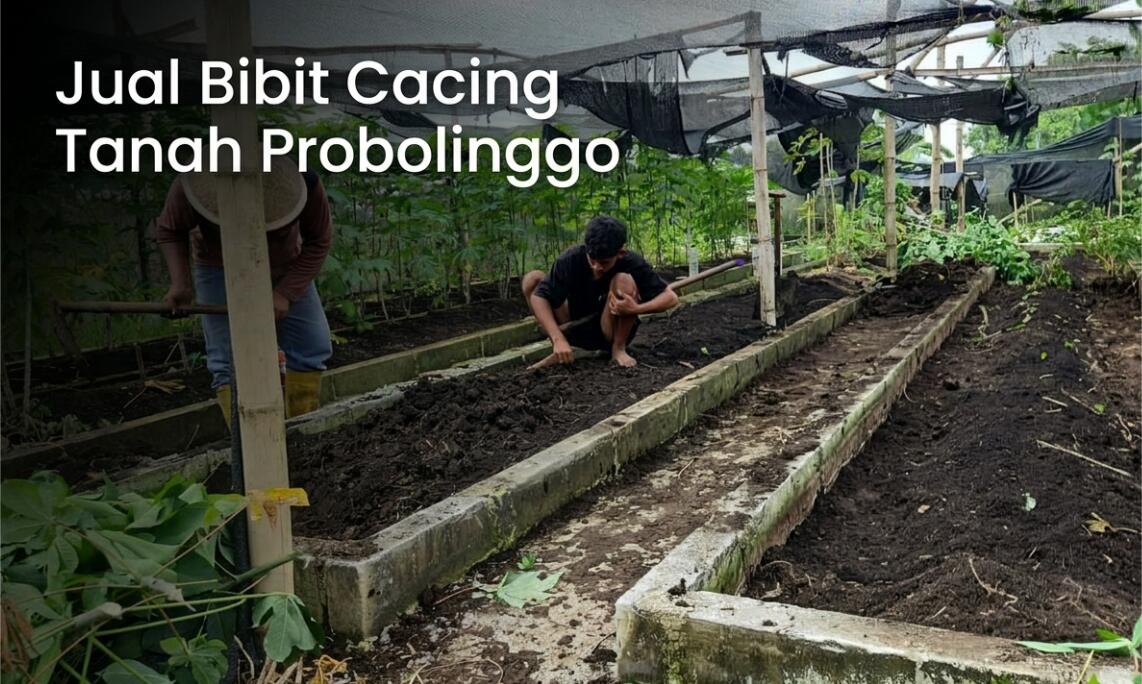 Supplier Bibit Cacing Tanah Probolinggo, Bisa Kiloan – Ton