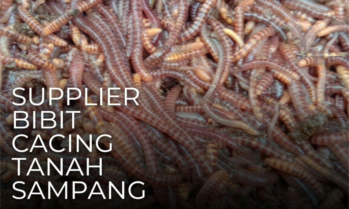 Supplier Bibit Cacing Tanah Sampang: Kualitas Premium untuk Indukan