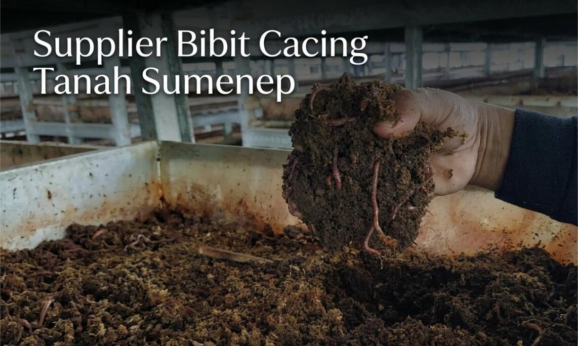 Supplier Bibit Cacing Tanah Sumenep: Ready Tiger, AnC & Lumbricus